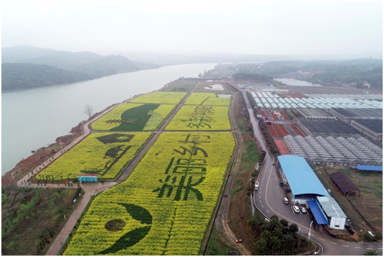 祁阳三家村"油菜花海":你不来,花不败!